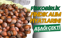 Fiskobirlik Fındık Alım Fiyatlarını Aşağı Çekti