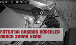 Fatsa’da Başıboş Köpekler Araca Zarar Verdi