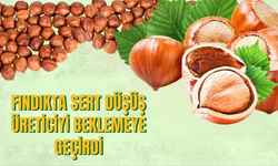 Fındıkta Sert Düşüş Üreticiyi Beklemeye Geçirdi