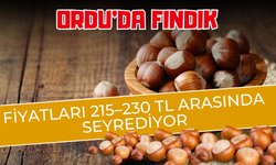 Ordu’da Fındık Fiyatları 215–230 TL Arasında Seyrediyor
