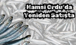 Hamsi Ordu’da Yeniden Satışta