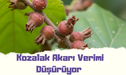 Fındıkta Gizli Tehdit: Kozalak Akarı Verimi Düşürüyor