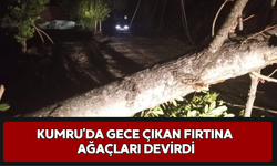 Kumru’da Gece Çıkan Fırtına Ağaçları Devirdi