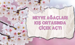 Ordu’da “Yalancı Bahar” Etkisi: Meyve Ağaçları Kış Ortasında Çiçek Açtı