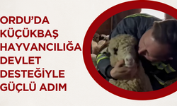 Ordu’da Küçükbaş Hayvancılığa Devlet Desteğiyle Güçlü Adım