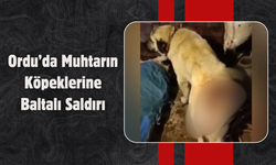 Ordu’da Muhtarın Köpeklerine Baltalı Saldırı