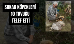 Sokak Köpekleri 10 Tavuğu Telef Etti