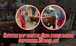 Ünye’de Şap Hastalığına Karşı Bahar Seferberliği Başladı