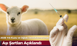 2026 Yılı Kuzu ve Oğlak Desteklemesinde Aşı Şartları Açıklandı