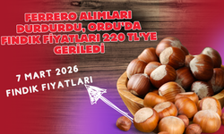 Ferrero Alımları Durdurdu, Ordu’da Fındık Fiyatları 220 TL’ye Geriledi