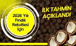 2026 Yılı Fındık Rekoltesi İçin İlk Tahmin Açıklandı