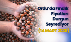 Ordu’da Fındık Fiyatları Durgun Seyrediyor