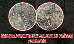 Ordu’da Fındık Ocakları Kırıldı, Failler Aranıyor