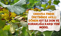 Ordu’da Fındık Üretiminde Akıllı Dönem: IoT ile Don ve Kuraklığa Karşı Yeni Model