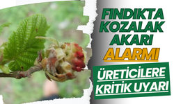 Fındıkta Kozalak Akarı Alarmı! Üreticilere Kritik Uyarı