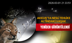 Akkuş’ta Nesli Tehlike Altındaki Vaşak Yeniden Görüntülendi