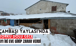 ÇAMBAŞI YAYLASI’NDA KORKU DOLU GECE: AYI İKİ EVE GİRİP ZARAR VERDİ