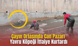 Çayın Ortasında Can Pazarı: Yavru Köpeği İtfaiye Kurtardı
