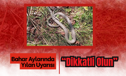 Bahar Aylarında Yılan Uyarısı: “Dikkatli Olun”