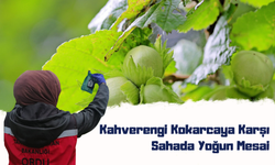 Fatsa’da Fındık İçin Alarm: Kahverengi Kokarcaya Karşı Sahada Yoğun Mesai