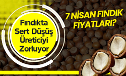 Fındıkta Sert Düşüş Üreticiyi Zorluyor