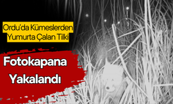 Ordu’da Kümeslerden Yumurta Çalan Tilki, Fotokapana Yakalandı