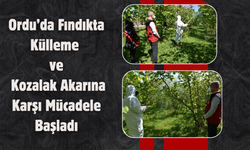 Ordu’da Fındıkta Külleme ve Kozalak Akarına Karşı Mücadele Başladı