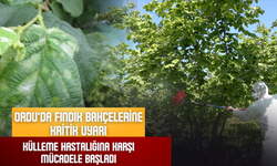 Ordu’da Fındık Bahçelerine Kritik Uyarı: Külleme Hastalığına Karşı Mücadele Başladı