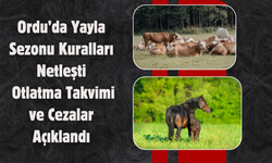 Ordu’da Yayla Sezonu Kuralları Netleşti: Otlatma Takvimi ve Cezalar Açıklandı