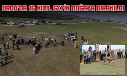 Ordu’da 16 Kızıl Geyik Doğaya Bırakıldı