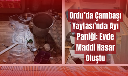 Ordu’da Çambaşı Yaylası’nda Ayı Paniği: Evde Maddi Hasar Oluştu