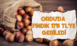 Ordu’da Fındık 175 TL’ye Geriledi