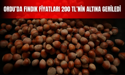 Ordu’da Fındık Fiyatları 200 TL’nin Altına Geriledi