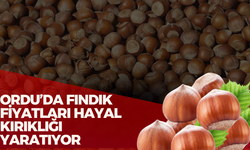 Ordu’da Fındık Fiyatları Hayal Kırıklığı Yaratıyor