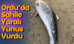 Ordu’da Sahile Yaralı Yunus Vurdu