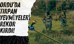 Ordu’da Tırpan Yevmiyeleri Rekor Kırdı!