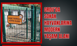 ORDU’DA SOKAK HAYVANLARINA MODERN YAŞAM ALANI: ÜNYE’DE SONA GELİNDİ