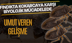 Fındıkta Kokarcaya Karşı Biyolojik Mücadelede Umut Veren Gelişme