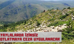 Yaylalarda İzinsiz Otlatmaya Ceza Uygulanacak