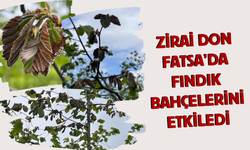 Zirai Don Fatsa’da Fındık Bahçelerini Etkiledi