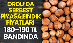 Ordu’da Serbest Piyasa Fındık Fiyatları 180–190 Tl Bandında
