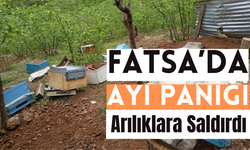 Fatsa’da Ayı Paniği: Arılıklara Saldırdı