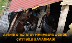 Ayının Girdiği Ev Harabeye Döndü! Çatı Bile Dayanmadı