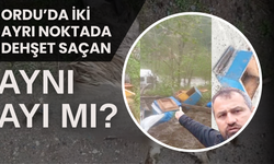Ordu’da İki Ayrı Noktada Dehşet Saçan, Aynı Ayı mı?