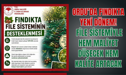 Ordu’da Fındıkta Yeni Dönem: File Sistemiyle Hem Maliyet Düşecek Hem Kalite Artacak