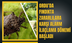 Ordu’da Fındıkta Zararlılara Karşı Alarm: İlaçlama Dönemi Başladı