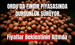 Ordu’da Fındık Piyasasında Durgunluk Sürüyor: Fiyatlar Beklentinin Altında