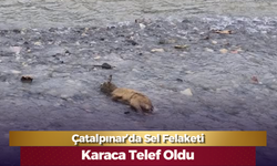 Çatalpınar’da Sel Felaketi: Karaca Telef Oldu