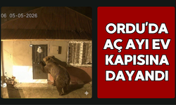 Ordu’da Aç Ayı Ev Kapısına Dayandı