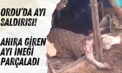 ORDU’DA AYI SALDIRISI: AHIRA GİREN AYI İNEĞİ PARÇALADI